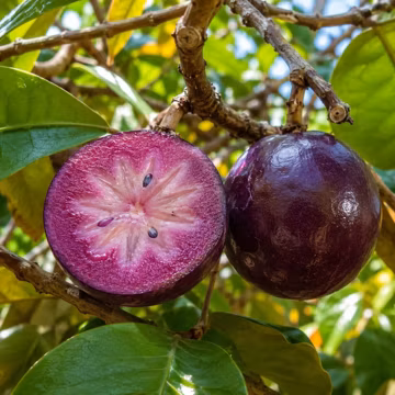 Grafted Star Apple Tree Seedling: Live Caimito Milk Fruit, Rare Evergreen Tropical Home Garden