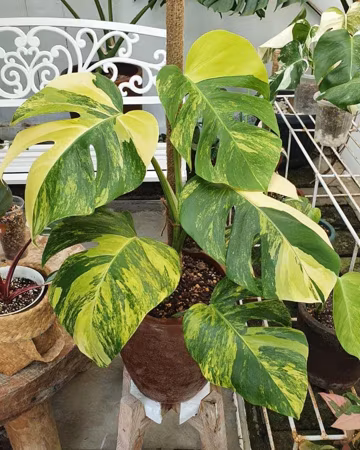 Monstera Aurea Marmorata Live Plant - Yellow Variegated Monstera - Exotic Tropical Aroid - Collector Indoor Houseplant