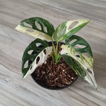 Monstera Adansonii Japan Variegated Live Plant - Japanese Variegated Monstera - Exotic Tropical Aroid - Collector Indoor Houseplant