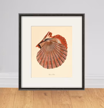 Antique Seashell Print: Hand-Colored Victorian Ocean Wall Art