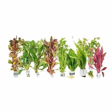 Live Aquarium Plants Bundle – 6 Freshwater Plants for Fish Tanks, Easy Beginner Low Light Aquatic Plant Pack, Mixed Variety