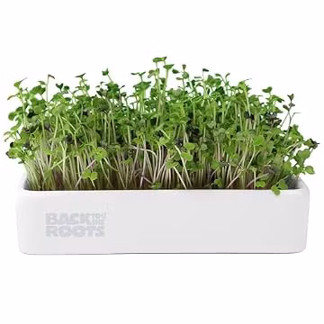 Back to the Roots Organic Microgreens Grow Kit with Ceramic Planter, Expandable Soil, Organic Seeds, and Germination Lid