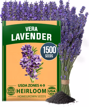 HOME GROWN Non GMO English Lavender Seeds 1,500+ Wildflower Seed for Planting Indoor/Outdoor, High Germination, Plant Flower Seeds (Lavandula antustifolia)